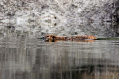 Beaver swimming at Cattlemans Bridge.jpg