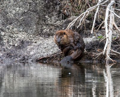 Beaver with tail halfway out.jpg