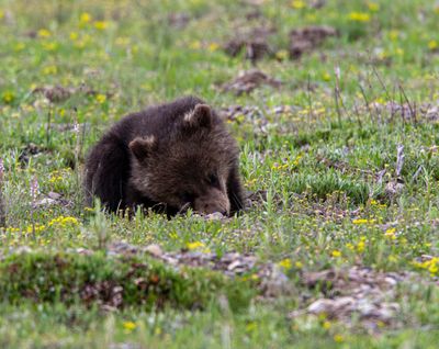Grizzly COY sleeping in the wildflowers.jpg
