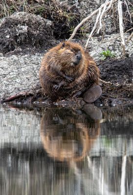 Jabba the Beaver.jpg