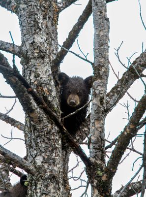 Black Bear Cub in a Tree.jpg