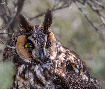 Long Eared Owl Closeup in Little America.jpg