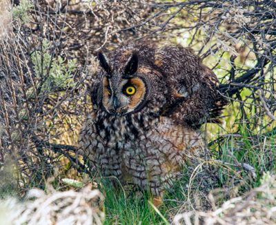 Long Eared Owl with Wings Up.jpg