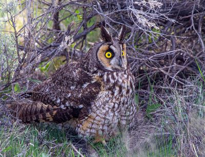 Owl in the thicket.jpg