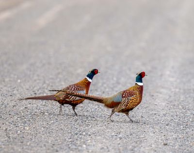 Ringneck Pheasants.jpg