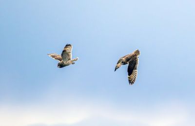 Short eared owls flying.jpg
