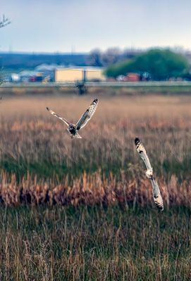 Short eared owls hunting.jpg