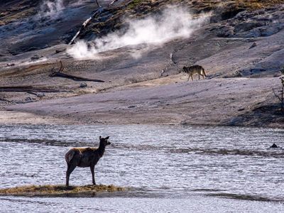 Wolf stalking elk at Nymph Lake May 09.jpg