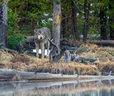 Wolf at Nymph Lake coming out of the woods May 10.jpg