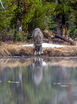 Wolf Taking a Drink May 10.jpg