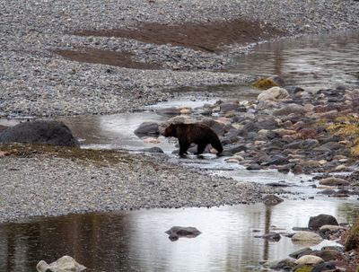 Grizzly in Lamar Canyon May 11.jpg