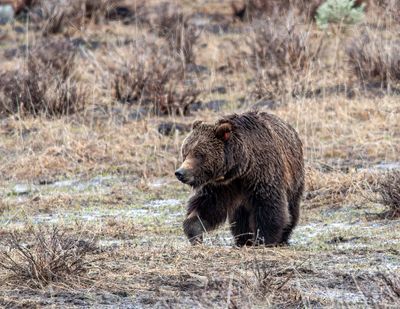Grizzly just past Lamar Canyon May 11.jpg