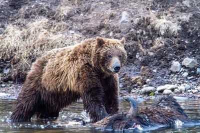 Grizzly Taking a Stand May 11.jpg