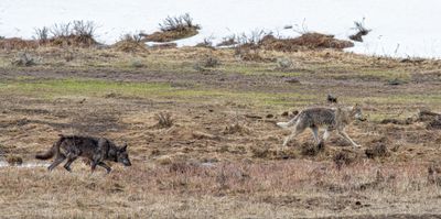 Two Lamar Canyon wolves by the river May 11.jpg