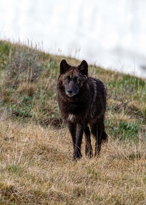 Black Canyon Wolf in the Hayden May 12.jpg