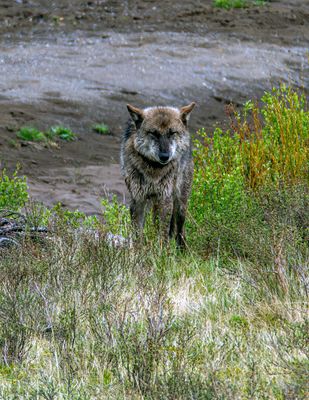 Black wolf in the grass at Soda Butte May 12.jpg