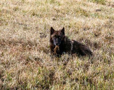 Black Wolf in the Grass May 12.jpg