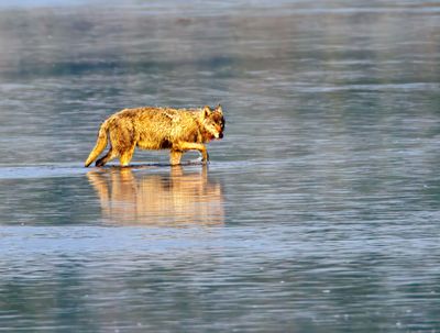 Canyon Pack alpha female in the Yellowstone River May 12.jpg