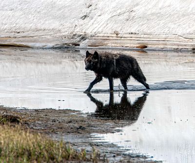 Canyon Pack black wolf in Alum Creek May 12.jpg