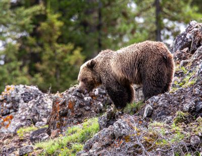 Grizzly bear in Icebox Canyon looking downhill May 12.jpg