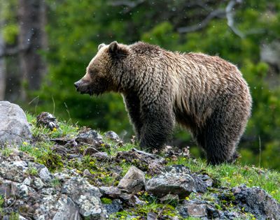 Grizzly in a spring snowstorm in Icebox Canyon May 12.jpg