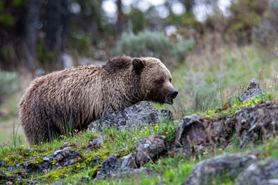 Grizzly in Icebox Canyon facing uphill May 12.jpg