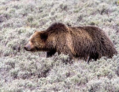 Grizzly in the Hayden May 12.jpg