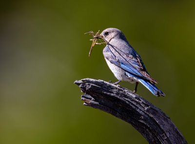 Mountain Bluebird with Nesting material May 12.jpg