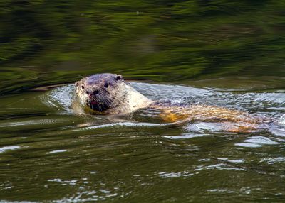 Otter in the Pond May 12.jpg