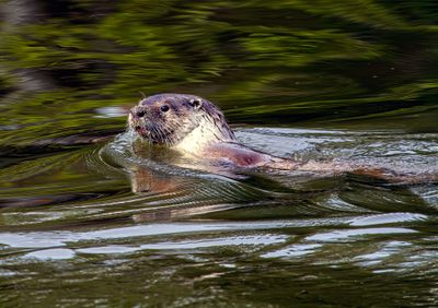 Otter in the pond near Steamboat May 12.jpg