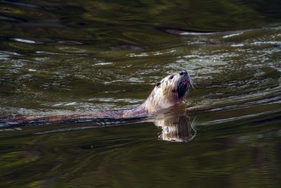 River Otter Reflection May 12.jpg
