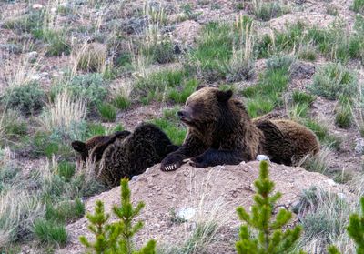 Sow and two cubs in Swan Lake Flats May 12.jpg