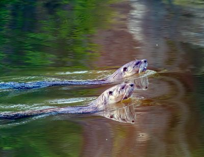 Two Otter Reflection May 12.jpg