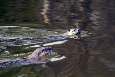 Two River Otters May 12.jpg