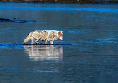 White Wolf in the Yellowstone River May 12.jpg