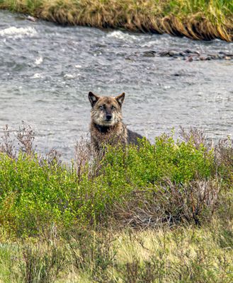 Wolf Peeking over the brush May 12.jpg