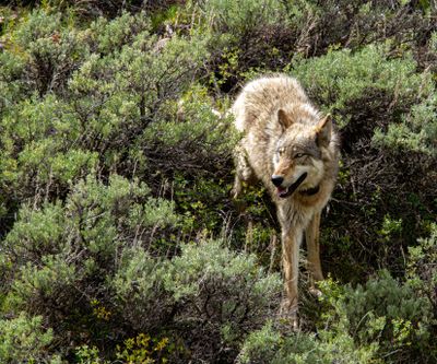 Wolf Snarl May 12.jpg