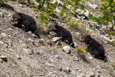 3 Beryl Springs cubs May 16.jpg