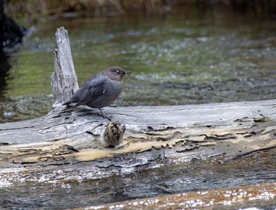 American Dipper in Lava Creek May 16.jpg