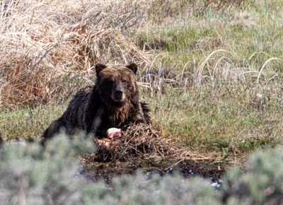 Bear in the grass at the carcass May 16.jpg