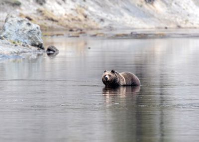 Bear in the water May 16.jpg