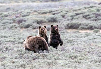 Bears Stand Together May 16.jpg