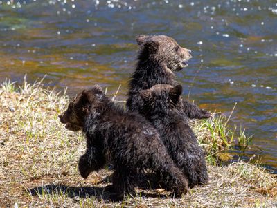 Beryl Springs COY by the river May 16.jpg