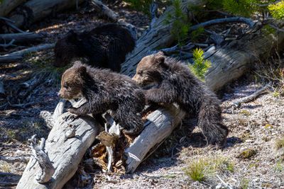 Beryl Springs cubs climbing on a log May 16.jpg