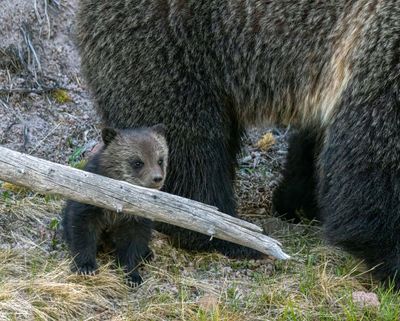 Beryl Springs Grizzly Cub Peaking out Behind a log May 16.jpg