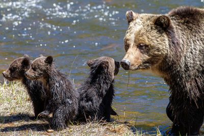 Beryl Springs Sow and her Three Cubs by the Madison River May 16.jpg