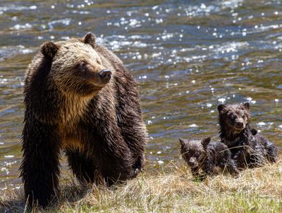 Beryl Springs sow beside the river with wet COY May 16.jpg