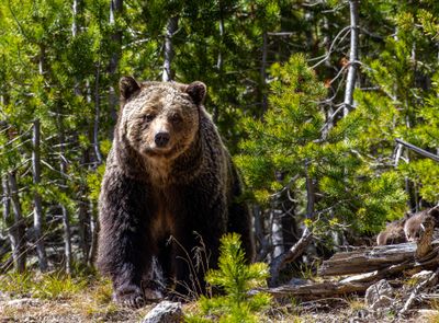 Beryl Springs sow coming out of the trees May 16.jpg