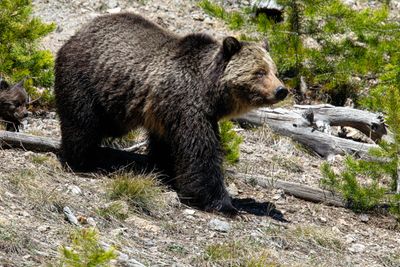 Beryl Springs sow going down the hill May 16.jpg