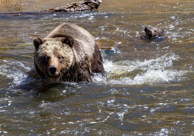 Beryl Springs sow in the river with COY May 16.jpg